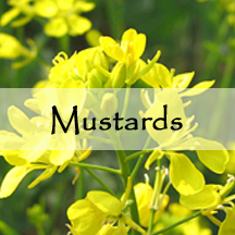 mustards